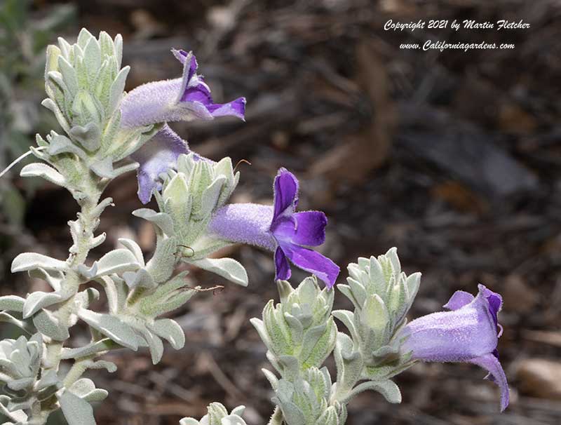 Eremophila hygrophana, Blue Emu Bush