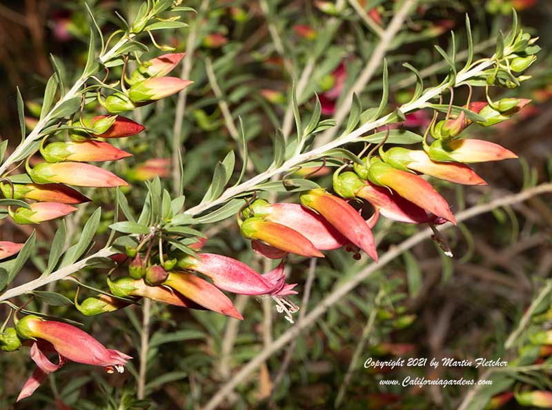 Eremophila maculata, Spotted Emu Bush