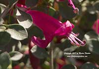 Eremophila maculata brevifolia Valentine, Valentine Emu Bush