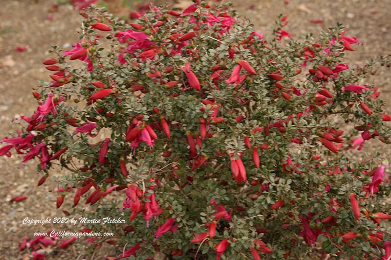 Eremophila maculata brevifolia Valentine, Valentine Emu Bush