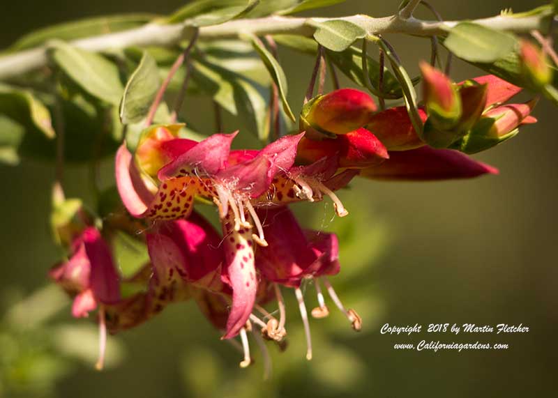 Eremophila maculata, Spotted Emu Bush