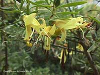 Eremophila aurea, Golden Emu Bush