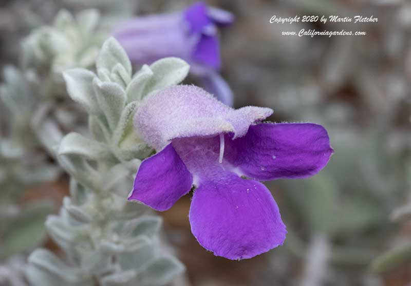 Eremophila hygrophana, Blue Emu Bush