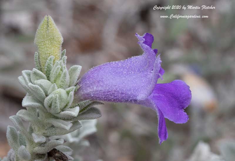 Eremophila hygrophana, Blue Emu Bush