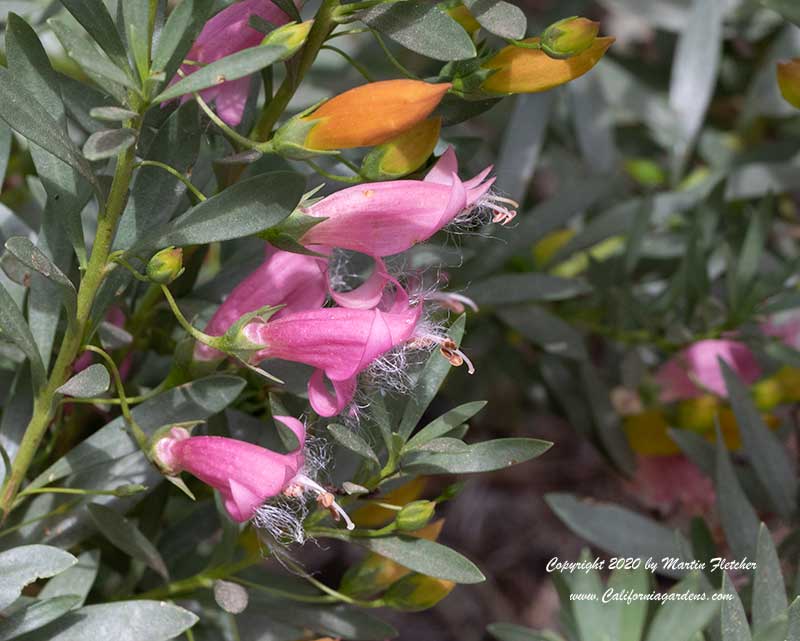 Eremophila racemosa, Easter Egg Emu Bush