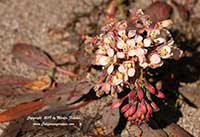 Eremothera boothii condensata, Booth's Evening Primrose, Woody Bottle Washer