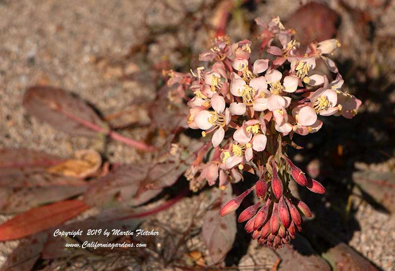 Eremothera boothii condensata, Camissonia boothii, Booth's Evening Primrose, Woody Bottle Washer