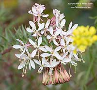 Eremothera boothii decorticans, Desert Shredding Evening Primrose