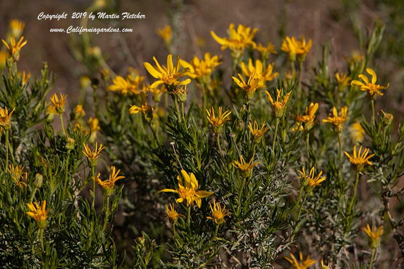 Ericameria linearifolia, Narrowleaf Goldenbush