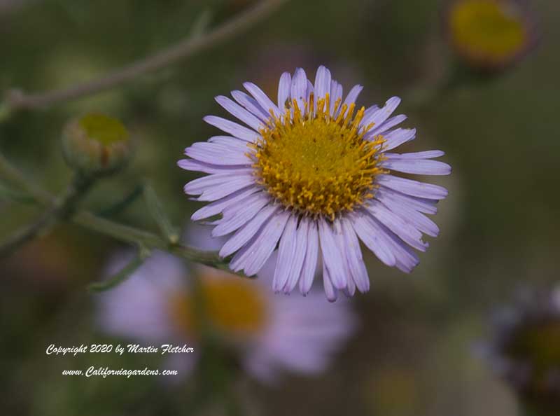 Erigeron blochmaniae, Blochman's Erigeron