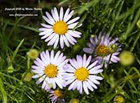 Erigeron foliosus foliosus, Leafy Fleabane, Hartweg's Fleabane