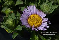 Erigeron glaucus Cape Sebastian, Cape Sebastian Seaside Daisy