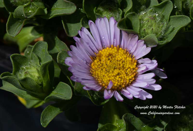 Erigeron glaucus Sea Breeze, Cape Sebastian Seaside Daisy