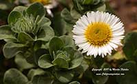 Erigeron glaucus White Lights, White Lights Seaside Daisy