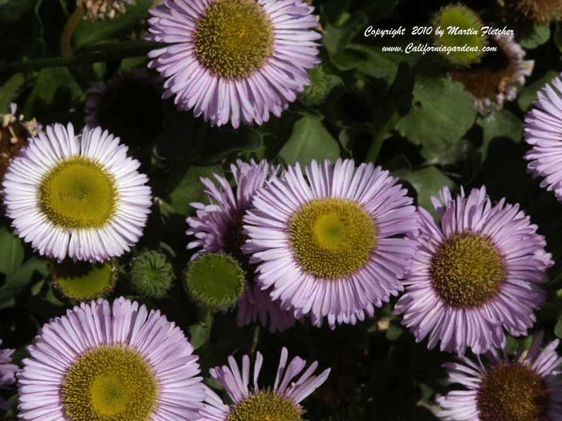 Erigeron Bountiful, Seaside Daisy