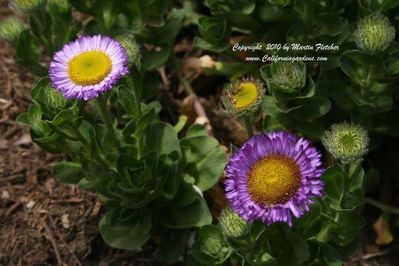 Erigeron Sea Breeze, Pink Seaside Daisy