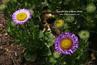 Erigeron glaucus Sea Breeze, Pink Seaside Daisy