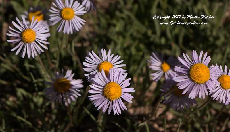 Erigeron speciosus, Aspen Fleabane, Showy Fleabane, Oregon Fleabane