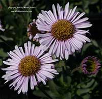 Erigeron glaucus Wayne Roderick, Wayne Roderick Seaside Daisy, WR Seaside Daisy