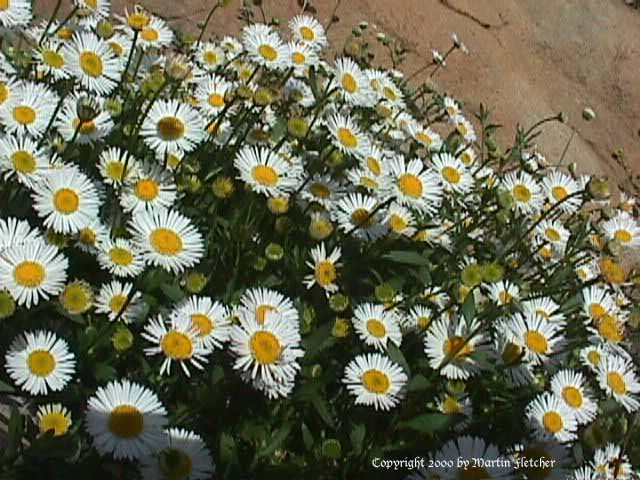 Erigeron karvinskianus, Santa Barbara Daisy, Mexican Daisy