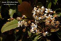 Eriobotrya deflexa, Bronze Loquat