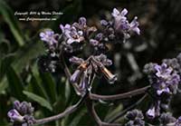 Eriodictyon crassifolium, Felt Leaved Yearba Santa