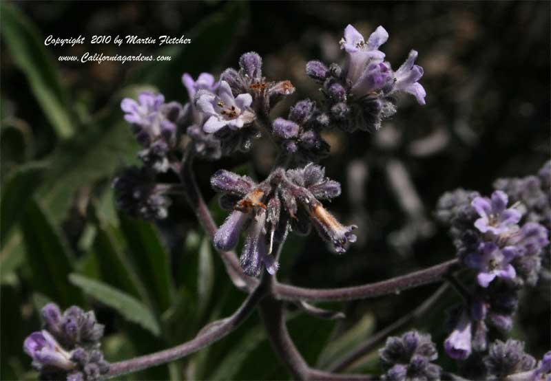 Eriodictyon crassifolium, Felt Leaved Yerba Santa