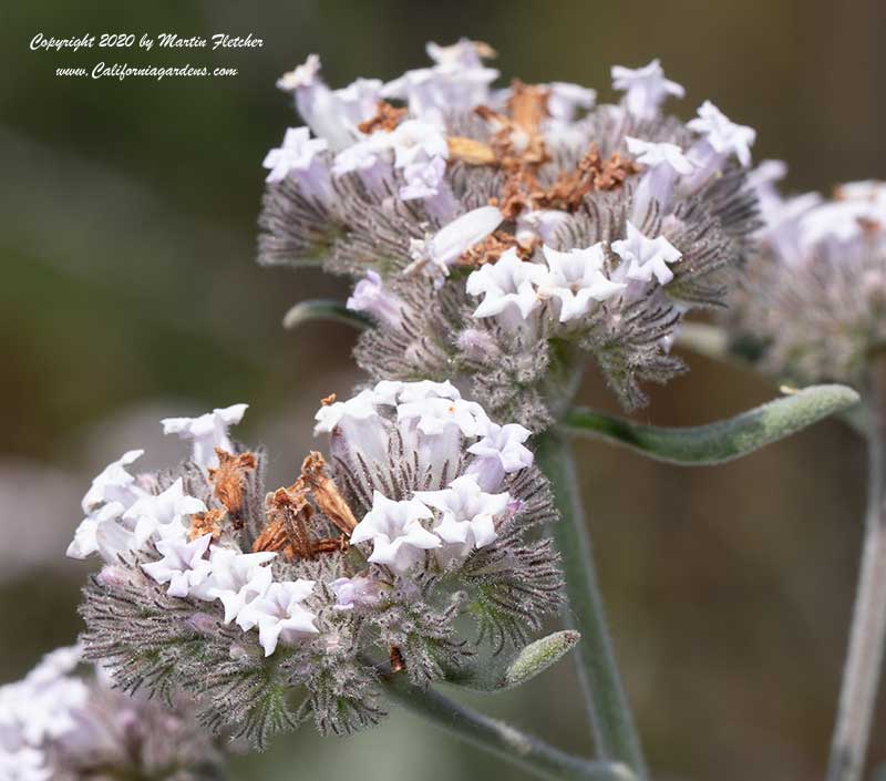 Eriodictyon tomentosum, Woolly Yerba Santa