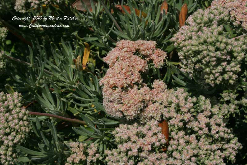 Eriogonum arborescens, Santa Cruz Island Buckwheat