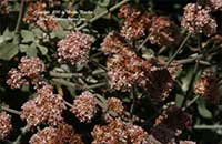 Eriogonum cinereum, Ashyleaf Buckwheat, Coastal Buckwheat