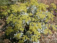 Eriogonum crocatum, Conejo Buckwheat, Saffron Buckwheat