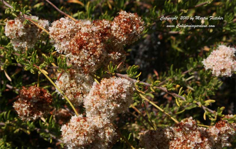 Eriogonum fasciculatum, California Buckwheat