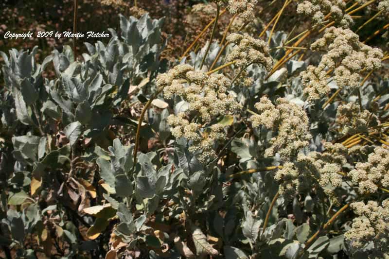 Eriogonum giganteum, Saint Catherine's Lace