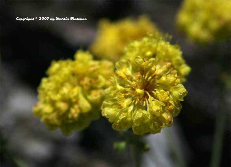 Eriogonum incanum, Frosted Buckwheat