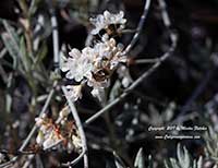 Eriogonum wrightii, Bastardsage, Wright's Buckwheat