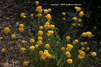 Erioophyllum confertiflorum, Golden Yarrow