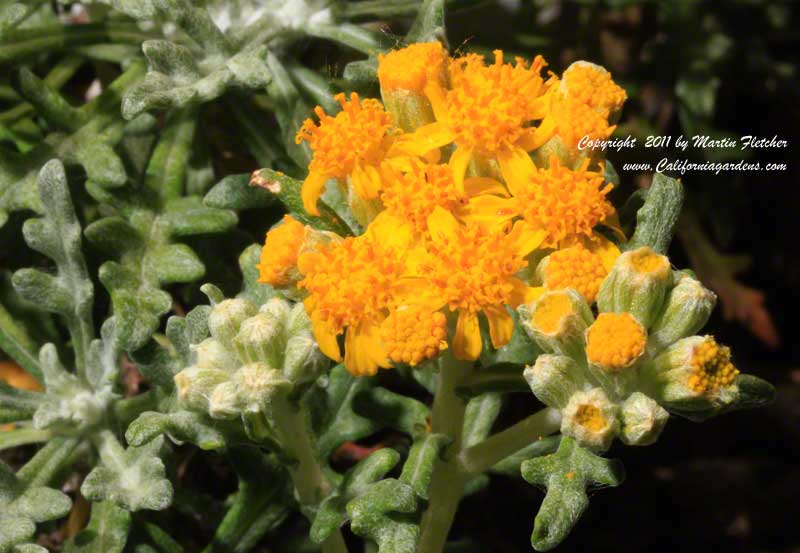 Eriophyllum staechadifolium, Seaside Golden Yarrow