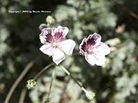Erodium glandulosum roseum, Black Eyed Heron's Bill