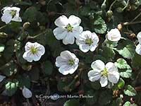 Erodium reichardii alba, White Storksbill