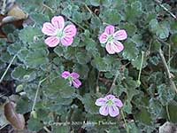 Erodium reichardii Bishop, Pink Storksbill