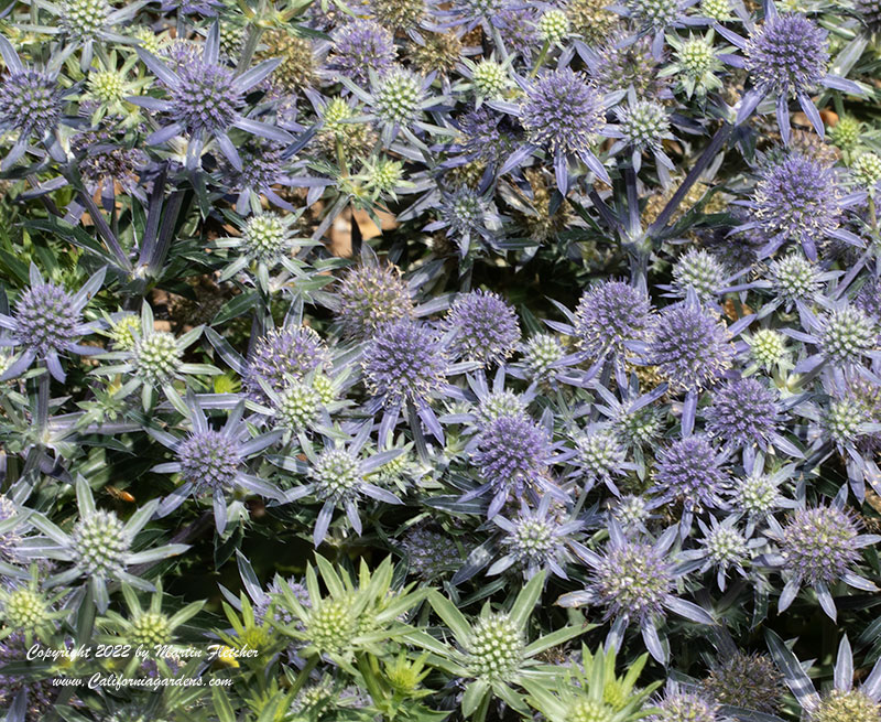 Eryngium Planum, Blue Eryngo, Flat Sea Holly