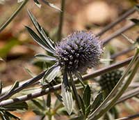 Eryngium planum, Blue Eryngo, Flat Sea Holly