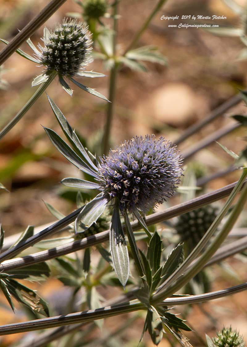 Eryngium Planum, Blue Eryngo, Flat Sea Holly