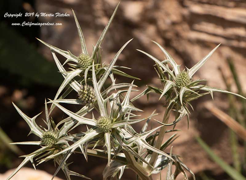 Eryngium variifolium, Moroccan Sea Holly