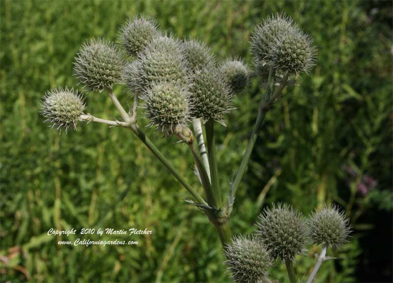 Eryngium yuccifolium, Button Eryngo, Rattlesnake Master