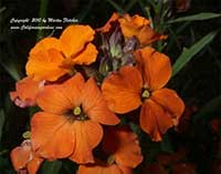 Erysimum Apricot Twist, Apricot Twist Wallflower