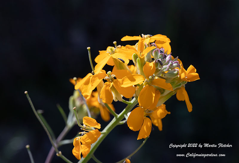 Erysimum capitatum, Western Wallflower, Sand Dune Wallflower