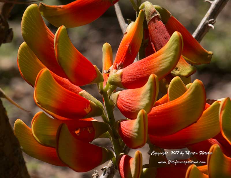 Erythrina acanthocarpa, Tambookie Thorn