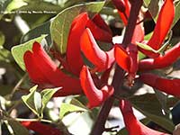 Erythrina bidwillii, Coral Bean Tree