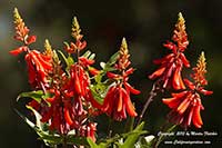 Erythrina humeana raja, Dwarf Natal Coral Tree